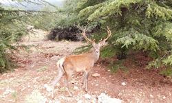 Restoran Şefinin Geyikle Muhabbeti Gündem oldu