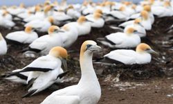 Yeni Zelanda'daki Cape Kidnappers'a sümsük kuşu sürüleri geliyor