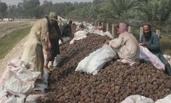 Afganistan'da çam fıstığı hasadı