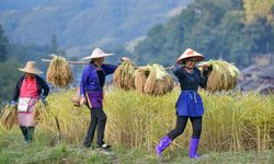 Çin'in Guizhou eyaletinde çeltik hasadı yapan kadınlar