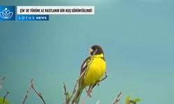 Video: Çin'in Nanchang kentinin ana kent bölgesinde türüne az rastlanır bir kuş görüntülendi