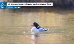 Video: Çin'in kuzeybatısında nesli tükenmekte olan ördeklerin balık ziyafeti