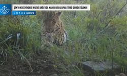 Video: Çin'in kuzeyindeki Wutai Dağı'nda nadir bir leopar türü görüntülendi