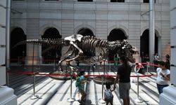 Tyrannosaurus Rex iskeleti Singapur'da sergileniyor