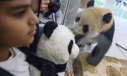 Çin'in gönderdiği pandalar Katar'a vardı