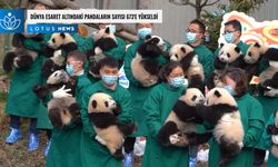 Video: Dünyada esaret altındaki pandaların sayısı 673'e yükseldi