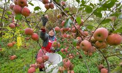 Çin'in Weining ilçesinde elma hasadı