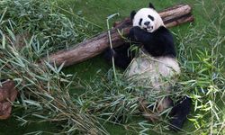 Çinli dev pandalar, Dünya Kupası öncesi Doha'nın ilk Panda Evi'nde halkla buluştu