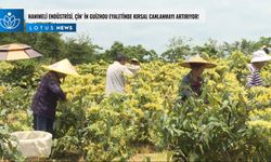 Video: Hanımeli endüstrisi, Çin'in Guizhou eyaletinde kırsal canlanmayı artırıyor