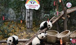 Panda yavruları Yeni Yıl öncesi ziyaretçilere merhaba dedi