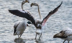 Afrika'ya göç eden flamingolar Hula Vadisi'nde dinleniyor