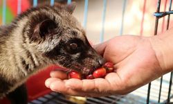 Dünyanın en pahalı kahvesinde ilginç ‘kedi’ ayrıntısı