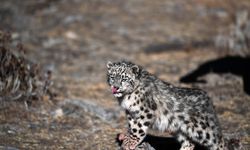 Tibet'te kar leoparı yavrusu doğaya salındı