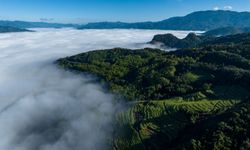 Çin'in Yunnan eyaletinden antik çay ağaçlarının korunmasıyla ilgili yeni düzenleme