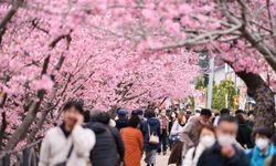 Japonya'da erken açan kiraz çiçekleriyle sokaklar pembeye büründü