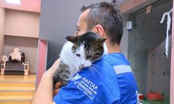 Enkazdan kurtarılan 100 evcil hayvan, Bursa'da tedavi altına alındı