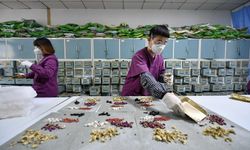 Geleneksel Çin Tıbbı sayımında 163 yeni bitki türü tespit edildi
