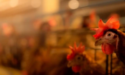 Japonya: Kuş gribi nedeniyle itlaf edilen kanatlıların sayısı 15 milyonu aşacak