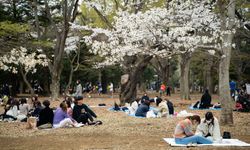 Japonya'da parklar kiraz çiçekleriyle pembeye büründü