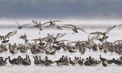 Çin, ülkenin en büyük tatlı su gölünde kışı geçiren kuşları beslemek için saz bitkisi ekti