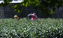 Çin'in ünlü Longjing çayı için hasat başladı