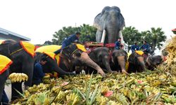 Tayland'da Ulusal Fil Günü kutlandı