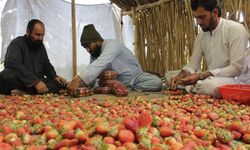 Afganistan'da çilek hasadı