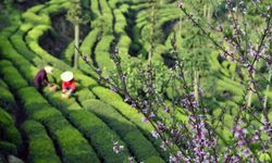 Çin'de çay hasadı Qingming Festivali öncesi tüm hızıyla devam ediyor