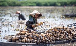 Çin'in Hunan eyaletinde lotus kökü hasadı