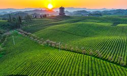 Çin'in Guizhou eyaletinde çay hasadı başladı