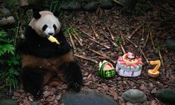 Dev panda Mei Lan yedinci yaşını kutladı