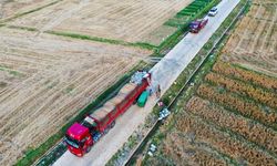 Çin'in Guizhou eyaletinde buğday hasadı başladı