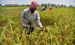 Hindistan'ın Assam eyaletinde çeltik hasadı başladı