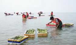 Çin'de deniz ekolojisini iyileştirmek için deniz çayırı ekiliyor