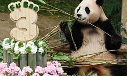 Dev panda Fu Bao üçüncü yaş gününü kutladı