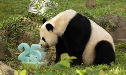 Almanya'da doğan ikiz dev pandalar Çin'e getirildi