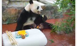 Çin'deki Guangzhou Hayvanat Bahçesi'nde hayvanları aşırı sıcaktan korumak için önlemler alındı