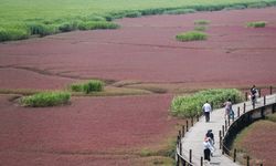 Çin'in Panjin kentindeki Honghaitan Kızıl Plajı turistleri cezbediyor