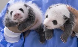 Güney Kore'de dünyaya gelen iki panda yavrusu 1 aylık oldu