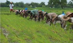 Myanmar'da çiftçiler çeltik fidesi dikiyor