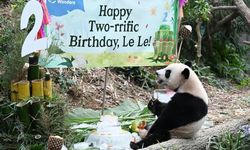 Singapur doğumlu dev panda Le Le ikinci yaş gününü kutladı