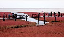 Çin'in Panjin kentindeki Honghaitan Kızıl Plajı turistlerin ilgi odağı oldu