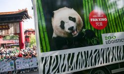 Çin'e geri dönen dev panda Fan Xing için Hollanda'da veda töreni düzenlendi
