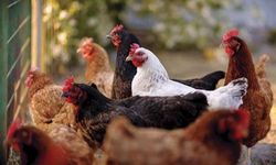 ECDC: Avrupa'daki salmonella salgınlarının muhtemel kaynağı enfekte kümes hayvanı eti