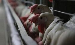 Güney Afrika'da kuş gribi nedeniyle 5 milyondan fazla tavuk itlaf edildi
