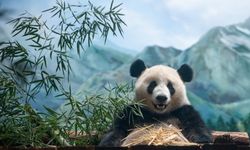 Wuhan Hayvanat Bahçesi ailesine katılan dev panda çifti büyük ilgi topladı