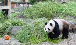 Dev panda Bing Xing, Madrid Hayvanat Bahçesi'nde Cadılar Bayramı'nın tadını çıkardı