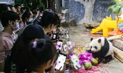 Çin'de dev pandalar için kutlama töreni düzenlendi