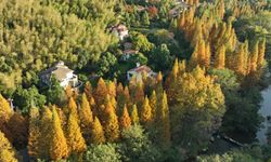 Çin'deki Meiling Ulusal Orman Parkı'nda sonbahar manzarası
