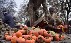 Pakistan'da cennet hurması hasadı başladı